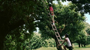 荔枝树下热烈岛 kép