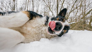 World's Funniest Animals kép