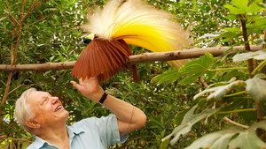 Attenborough in Paradise kép