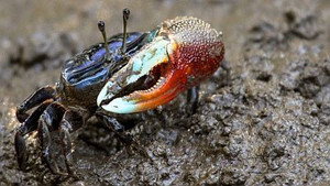 Natural World 18. évad Ep.16 16. epizód