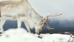 Winterwatch 11. évad Ep.7 7. epizód