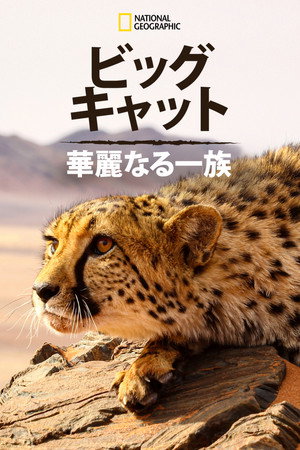Big Cats: An Amazing Animal Family poszter