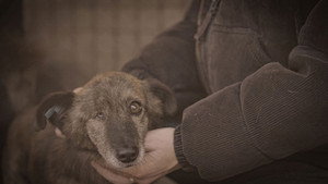 How to kill a puppy and get rich - Die Hunde Mafia kép