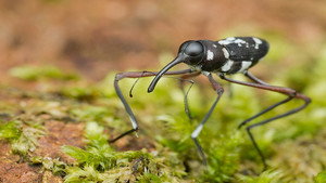 Extreme Bugs kép
