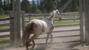 Heartland 16. évad Ep.6 6. epizód