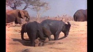 Mutual of Omaha's Wild Kingdom 3. évad Ep.11 11. epizód