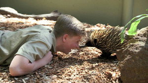 Ausztrál állatkert - Steve Irwin öröksége 1. évad Ep.1 Steve öröksége tovább él