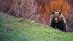 Vad Yellowstone kép