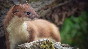 Springwatch 20. évad Ep.6 6. epizód