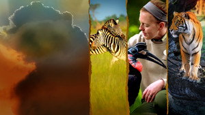 Magic of Disney's Animal Kingdom kép