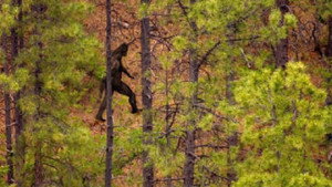 The Proof Is Out There: Skinwalker Edition 1. évad Ep.8 8. epizód