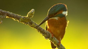 Countryfile 33. évad Ep.20 20. epizód