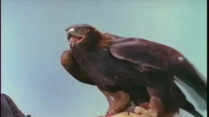 Mutual of Omaha's Wild Kingdom 1. évad Ep.7 7. epizód