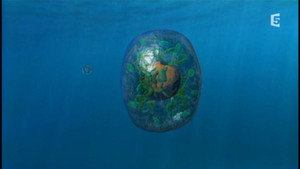 Planète Terre - À la découverte des mystères de l'évolution 1. évad Ep.2 2. epizód