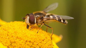 Springwatch 23. évad Ep.6 6. epizód