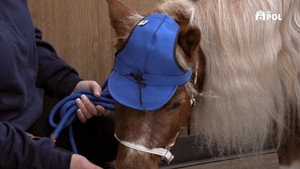 Dr. Pol állatklinikája 21. évad Ep.9 9. epizód