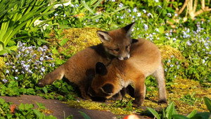 Mutual of Omaha's Wild Kingdom Protecting the Wild 1. évad Ep.10 10. epizód