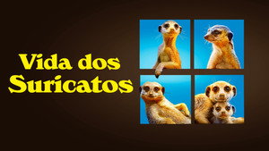 Meet The Meerkats kép