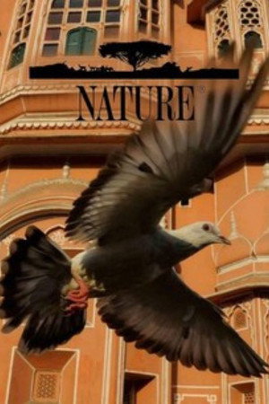 Nature poszter