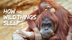 The Nature of Things 61. évad Ep.11 11. epizód