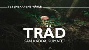 Vetenskapens värld 50. évad Ep.22 22. epizód