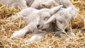 Springtime on the Farm 7. évad Ep.1 1. epizód