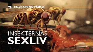 Vetenskapens värld 49. évad Ep.25 25. epizód