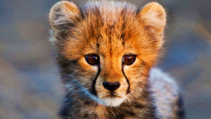 Animal Babies kép