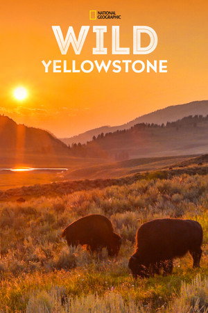 Vad Yellowstone 1. évad (2015-12-06) poszter