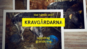 Uppdrag granskning sommar 2021. évad Ep.6 6. epizód