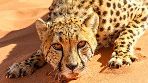 Big Cats: An Amazing Animal Family kép