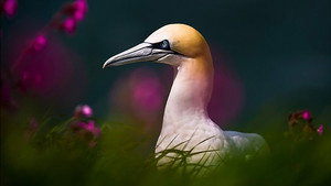 Springwatch 16. évad Ep.9 9. epizód