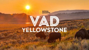 Vad Yellowstone kép
