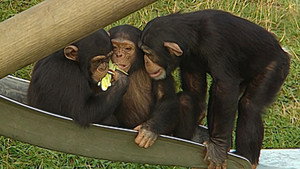 Monkey Business 3. évad Ep.7 7. epizód