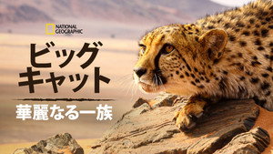Big Cats: An Amazing Animal Family kép