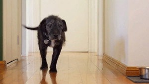 The Dog House Australia 2. évad Ep.4 4. epizód