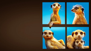 Meet The Meerkats kép