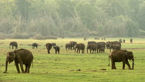 Destination Wild: India kép