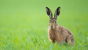 Springwatch 19. évad Ep.9 9. epizód