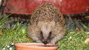 Springwatch 18. évad Ep.7 7. epizód