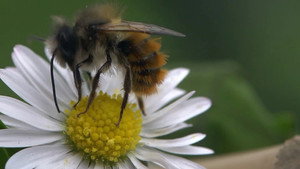Jimmy's Big Bee Rescue 1. évad Ep.1 1. epizód
