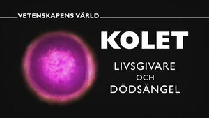 Vetenskapens värld 48. évad Ep.25 25. epizód