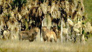 Walking with Beasts kép