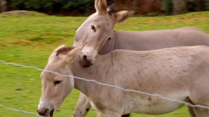 Secret Life of the Safari Park 1. évad Ep.5 5. epizód