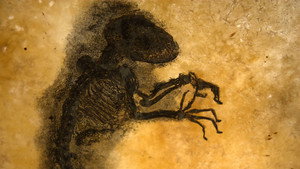 Fossil Wonderlands: Nature's Hidden Treasures kép