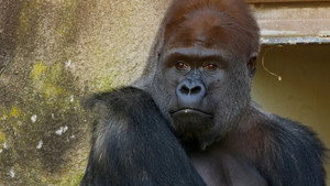 Taronga: Who's Who in the Zoo 6. évad Ep.2 2. epizód