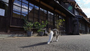 岩合光昭の世界ネコ歩き 1. évad Ep.120 120. epizód