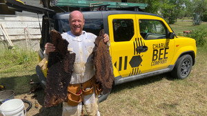 Charlie Bee Company kép