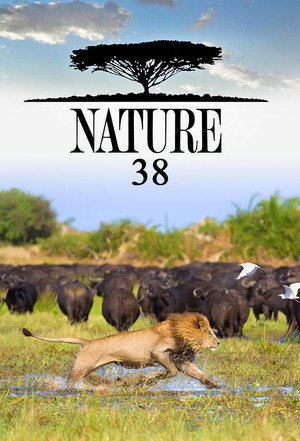 Nature 38. évad (2019-10-02) poszter