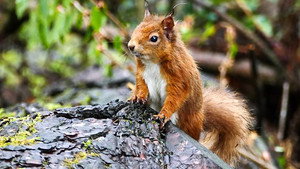 Springwatch 16. évad Ep.4 4. epizód